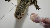 【Reptile pets】How hungry are you?