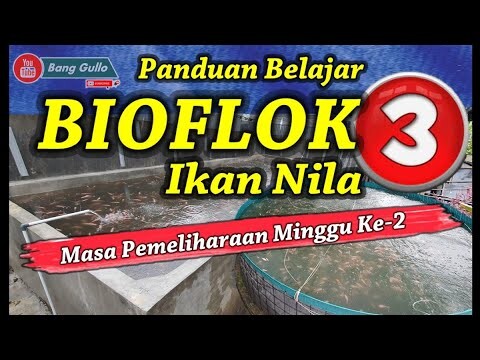 Panduan Sederhana Belajar Bioflok Ikan Nila - Video Masa Pemeliharaan Minggu Ke-2