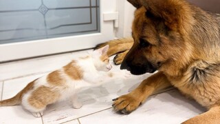 The kitten tried to punch the German Shepherd in the chest with its meow fist