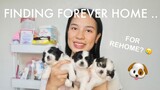 TO KEEP OR TO REHOME? | BAKIT? MATCHA PUPS SHIH TZU PUPPIES