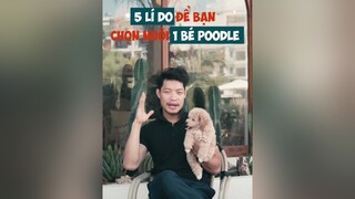 5 lý do để bạn chọn nuôi 1 bé Poodle dcgr tuitienpet LearnOnTikTok education tips pet poodle