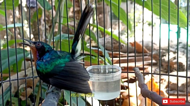 SUARA KOLIBRI WULUNG GACOR NARUNG