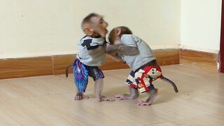 Adorable Monkey Baby Maki And Maku Very Happy play in room After Eating Fruits