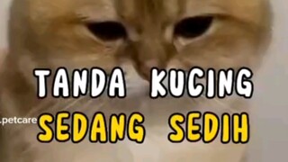 Tanda Kucing Sedang Sedih