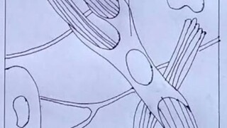 areolar tissue