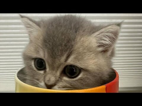 😂 Funniest Cats and Dogs Videos 😺🐶 || 🥰😹 Hilarious Animal Compilation №379