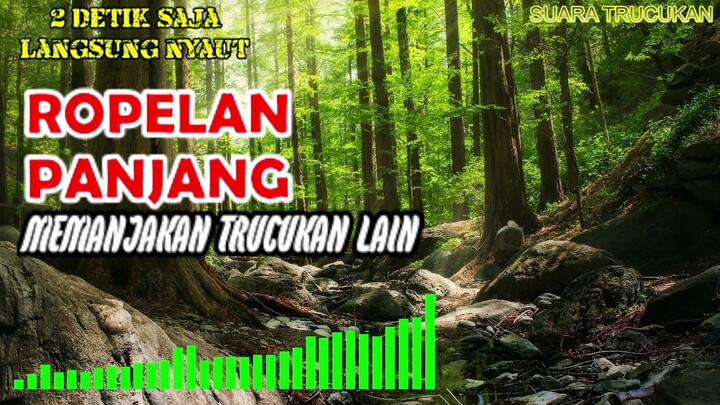 ROPELAN PANJANG TRUCUKAN GACOR BIKIN MEMANJAKAN TRUCUKAN LAIN