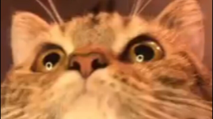 cuttie cat