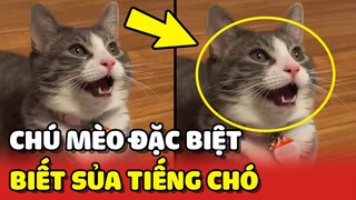 Chú MÈO biết SỦA TIẾNG CHÓ khiến cộng đồng mạng ngỡ ngàng 😂 | Yêu Lu