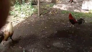 bossbimgf practice spar