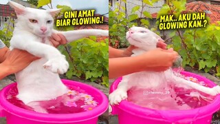 NGAKAK BANGET..! Demi Terlihat Glowing, Si Kucing Minta Mandi Kembang Sama Emak ~ Kucing Lucu Ngakak