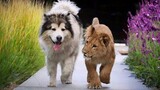 When your dog brings home a friend 🙈🤣 New Funny Animal