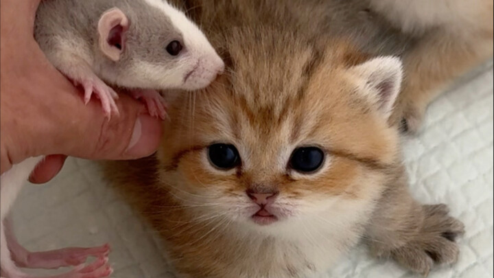 猫被小老鼠欺负啦