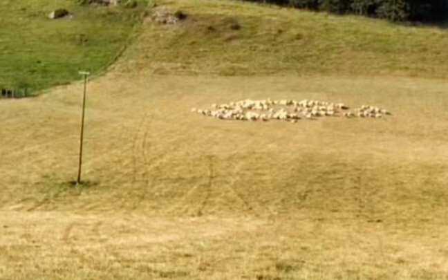 #bordercollie#sheep#cute pet debut plan