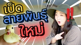 เป็ดสายพันธุ์ใหม่ Ep.243