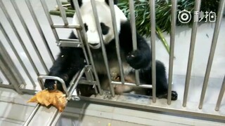 【大熊猫冰华】熊猫的智商突破天际，别以为铁栏能拦住我，笋笋快来