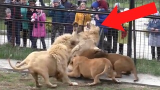 12 Minutes of Unbelievable Animal Moments Caught On Video