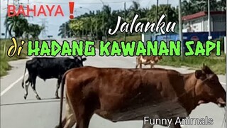 BAHAYA ! Jalanku di Hadang Kawanan Sapi || Kumpulan Video Lucu - Blands Hidayat