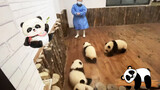 [Panda] Hehua is trying to help her friend when she fell