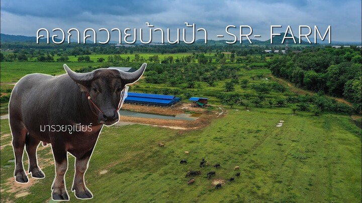 ✳️ คอกควายบ้านป้า ✳️ -SR-FARM