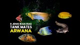 8 jenis ikan hias tankmate ikan arwana