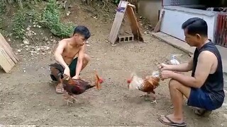 🐓🐓