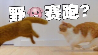 猫奔跑速度有多快？！跑起来影子都没