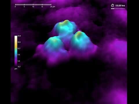 abberant cell division