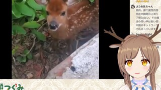 日本小鹿看小鹿《一开口就知道老二次元了》