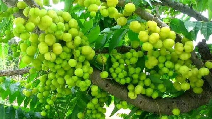 Tagalog and English of Fruits