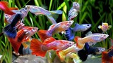 7 Jenis Ikan Hias air tawar berwarna yang bisa dicampur dalam satu akuarium