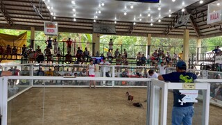 2 HITS ULUTAN CHAMPION 2nd fight @Laoac Pangasinan Machine Kelso/5k sweater x Perfection RH