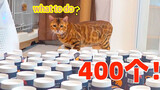 Animal|Cats Jump Obstacle