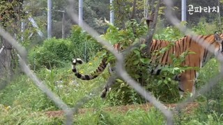 "Harimau itu seperti anak anak"Kisah Famous Tiger Family In Korea Cat Tiger part 2