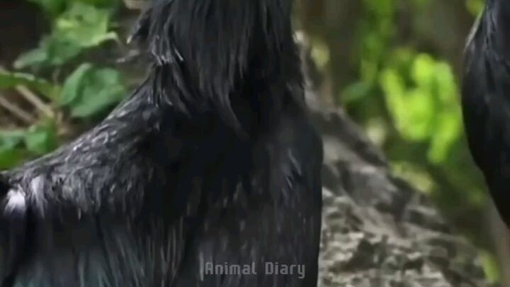 Ayam Cemani, ayam sakral dari indonesia ❗️