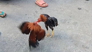 battle of bantam