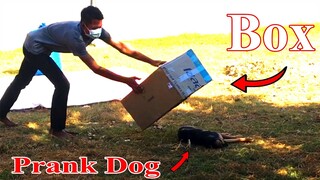 Biggest Box Prank Dog -  Fake Tiger Prank Dog  - Very Surprise Scared Reaction Most Funny Prank 2021