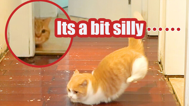 [Mèo cưng] Mèo có thể điên đến thế nào? Lăn lộn điên cuồng trên sàn