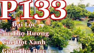 Mai vàng chơi tết p133 | 0353832312 Nhi |- đại lộc - thủ đức - cúc thọ hương