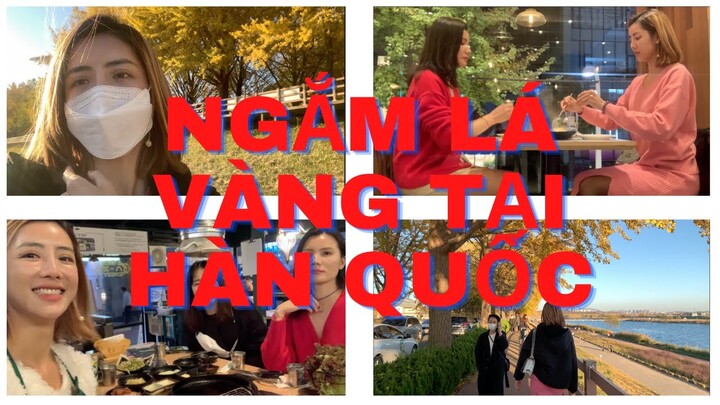 VICKYTV / ĐI NGẮM LÁ VÀNG TẠI HÀN QUỐC / 은행나무길