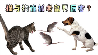 猫与狗谁抓老鼠更厉害？前者表现让小何很生气，后者值得表扬