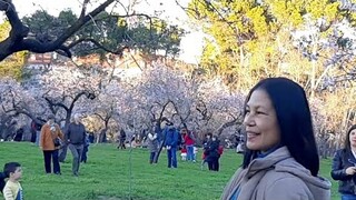 VISIT FARM CHERRY BLOSSOMS BEAUTIFUL BLOOM IN APRIL | SUANZES MADRID | BLESSS |rely relyliz