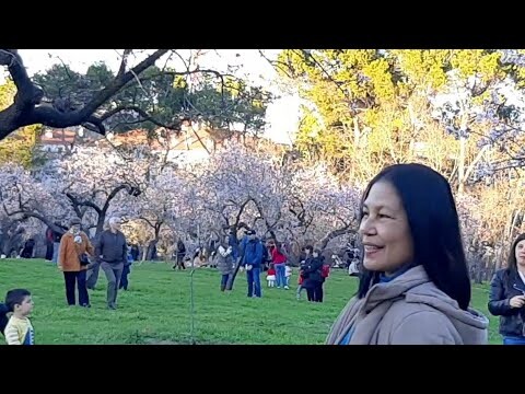 VISIT FARM CHERRY BLOSSOMS BEAUTIFUL BLOOM IN APRIL | SUANZES MADRID | BLESSS |rely relyliz