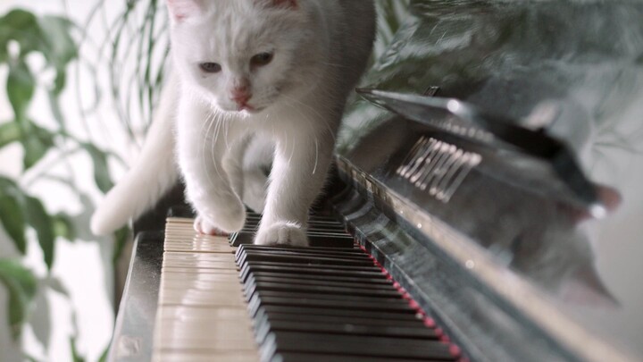 kitty