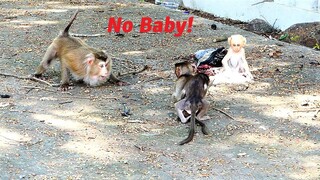 Ex-Pet Released Mother Monkey Warns Tiny Baby Bean Who Closer And Closer Toward Her And Baby Loris