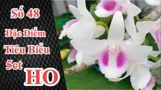 Đặc Điểm Nhận Biết 5ct HO | vườn lan hương cau #48