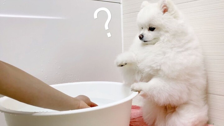 [Animals]How to make a dog who hates bathing obedient?