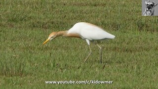 EASTERN CATTLE EGRET in breeding plumage, Singapore