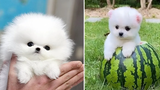 Mini Pomeranian 🔴 Funny and Cute Pomeranian Videos Funny Puppy Videos 2020