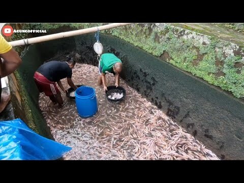 CARA SORTIR IKAN NILA MERAH AGAR CEPAT PANEN DIKOLAM AIR DERAS